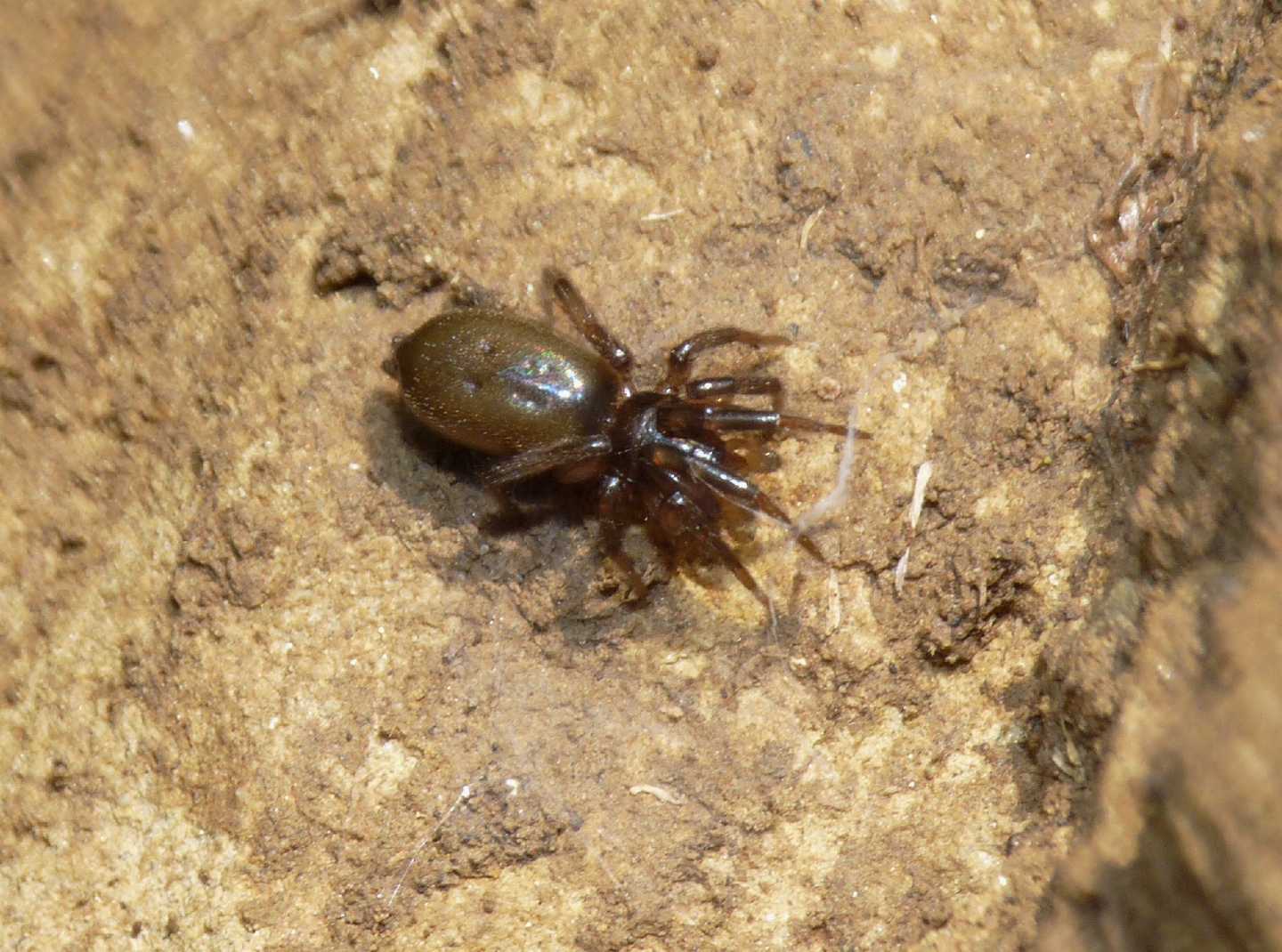 Piccolo Gnaphosidae